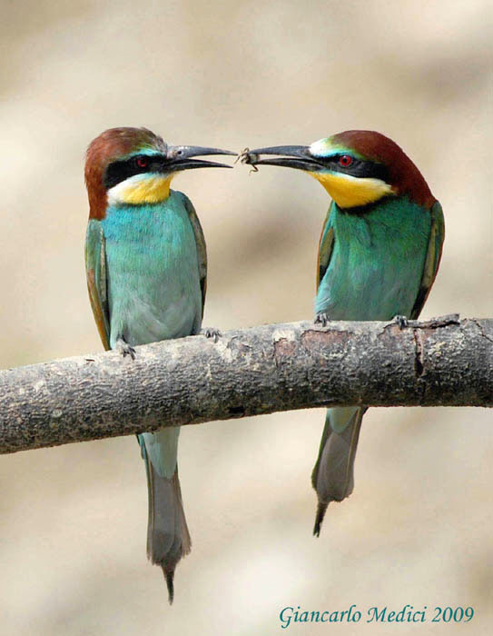 Gruccioni...amorosi